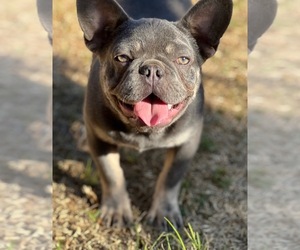 French Bulldog Puppy for sale in OJAI, CA, USA