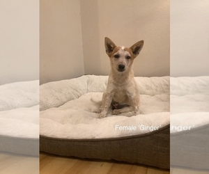 American Eskimo Dog-Australian Cattle Dog Mix Puppy for sale in HILLSBORO, WI, USA