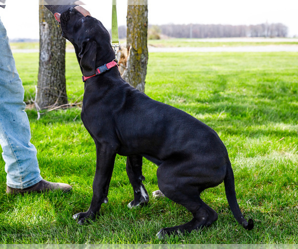 Medium Photo #5 Great Dane Puppy For Sale in WAKARUSA, IN, USA