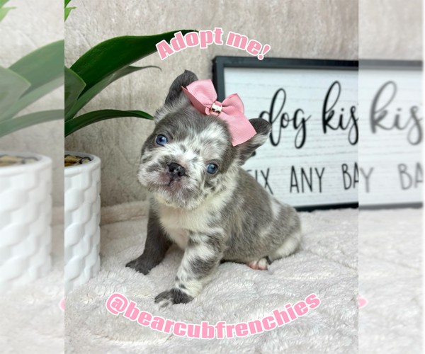 Medium Photo #3 French Bulldog Puppy For Sale in FRANKLIN, IN, USA