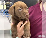 Small #1 Labrador Retriever-Retriever  Mix