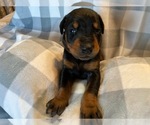Small Photo #9 Doberman Pinscher Puppy For Sale in PLYMOUTH, MA, USA