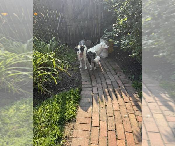 Medium Photo #6 Australian Shepherd-Unknown Mix Puppy For Sale in Woodbury, NY, USA