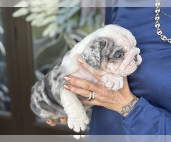 Medium Photo #4 Bulldog Puppy For Sale in LEHIGH ACRES, FL, USA