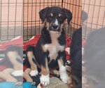 Small #1 Border Terrier Mix