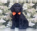 Small Photo #9 Golden Retriever-Goldendoodle Mix Puppy For Sale in LAKELAND, FL, USA
