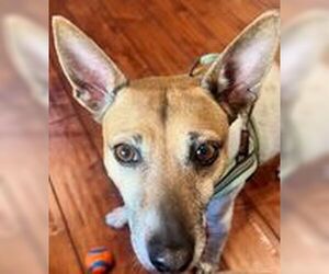 Luna (Guardian Assist) - Female Rat Terrier Dog for Adoption - Photo #2