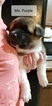 Small Photo #9 Akita Puppy For Sale in HUTCHINSON, MN, USA