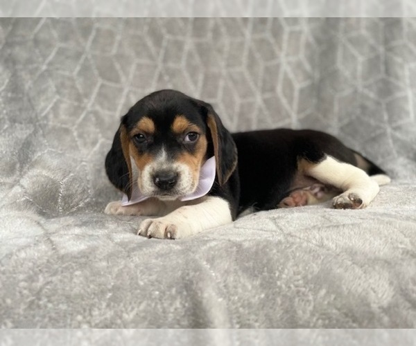 Medium Photo #15 Beagle Puppy For Sale in LAKELAND, FL, USA