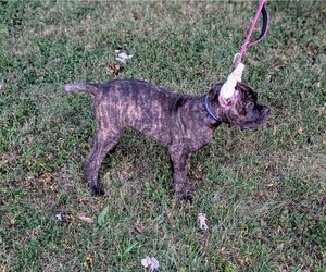 Cane Corso Litter for sale in HARRISBURG, IL, USA