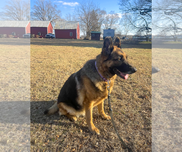 Medium Photo #2 German Shepherd Dog Puppy For Sale in Millburn, NJ, USA