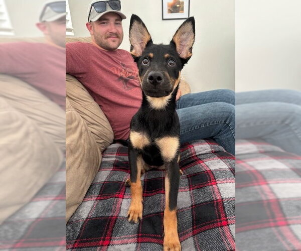 Medium Photo #2 Mutt Puppy For Sale in Salt Lake City, UT, USA