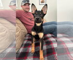 Small #1 Mutt