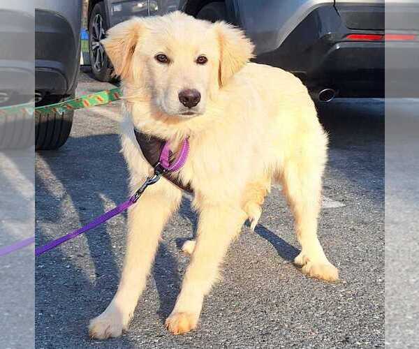 Medium Photo #1 Aussie Pyrenees Puppy For Sale in Silver Spring, MD, USA