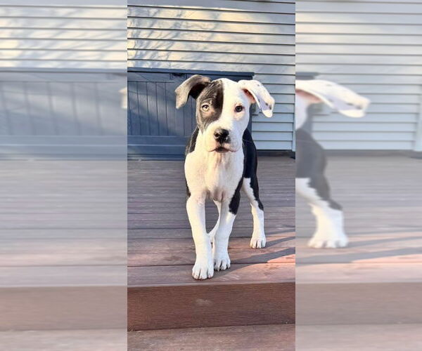 Medium Photo #6 American Pit Bull Terrier-Unknown Mix Puppy For Sale in Duluth, MN, USA
