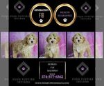Small Photo #6 Maltipoo (Miniature) Puppy For Sale in WARSAW, IN, USA
