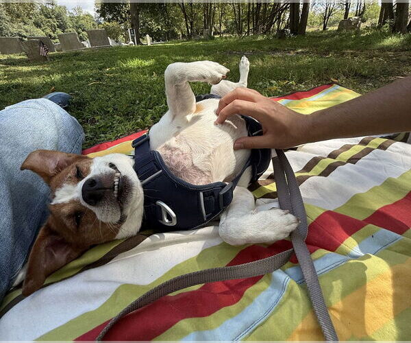 Medium Photo #68 Mutt Puppy For Sale in Philadelphia, PA, USA