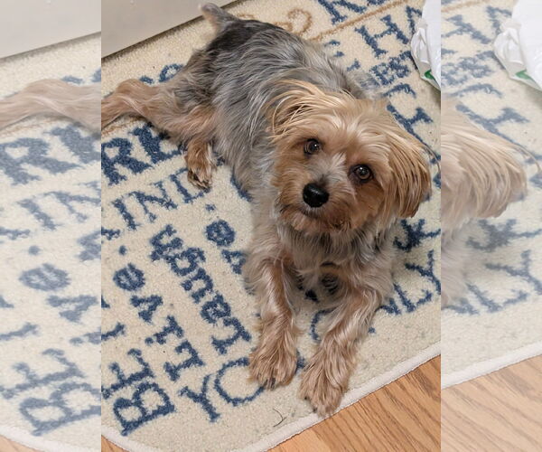 Medium Photo #3 Mutt Puppy For Sale in St. Louis Park, MN, USA