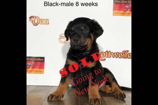 Medium Photo #2 Rottweiler Puppy For Sale in WADSWORTH, OH, USA