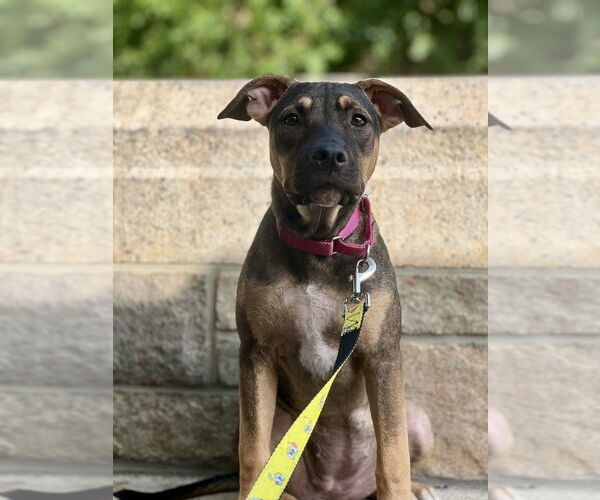Medium Photo #16 American Pit Bull Terrier-Labrador Retriever Mix Puppy For Sale in Brewster, NY, USA