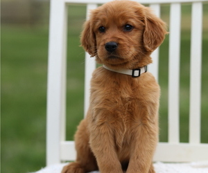 Golden Retriever Puppy for Sale in FREDONIA, Kentucky USA