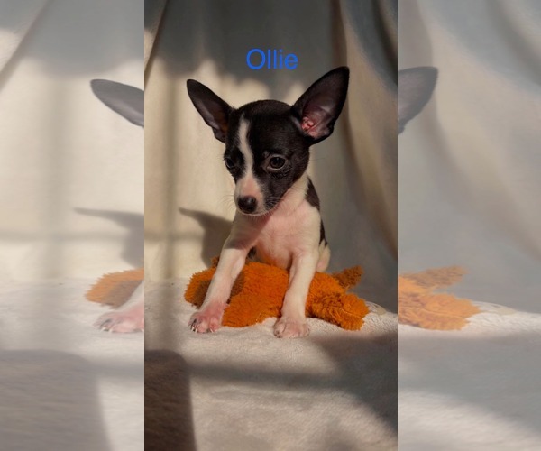 Medium Photo #1 Chiranian Puppy For Sale in Rustburg, VA, USA