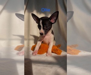 Chiranian Dogs for adoption in Rustburg, VA, USA