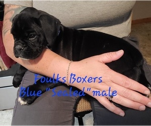 Boxer Puppy for sale in MT ZION, IL, USA