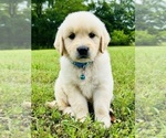 Small Photo #27 Golden Retriever Puppy For Sale in AMITY, AR, USA