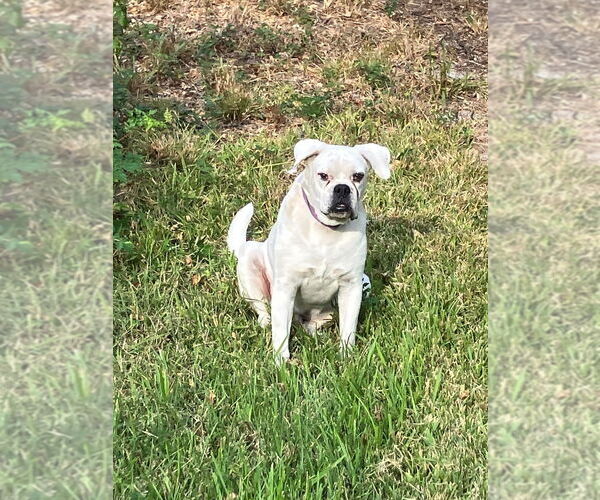 Medium Photo #2 Boxer Puppy For Sale in Austin, TX, USA