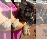 Small Photo #7 German Shepherd Dog Puppy For Sale in LAWRENCEBURG, TN, USA
