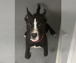 Border Collie-Unknown Mix Dogs for adoption in Glen Allen, VA, USA