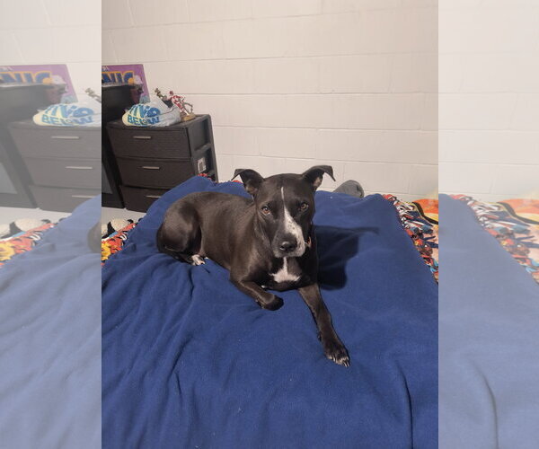 Medium Photo #1 Staffordshire Bull Terrier Puppy For Sale in Williamsburg, IA, USA