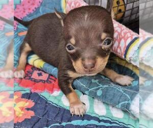 Chihuahua-Unknown Mix Dogs for adoption in San Antonio, TX, USA