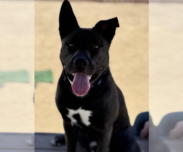 Medium Photo #2 Alaskan Klee Kai-American Pit Bull Terrier Mix Puppy For Sale in Incline Village, NV, USA