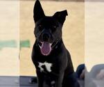 Small #1 Alaskan Klee Kai-American Pit Bull Terrier Mix