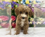 Small Photo #4 Goldendoodle (Miniature) Puppy For Sale in BULLARD, TX, USA