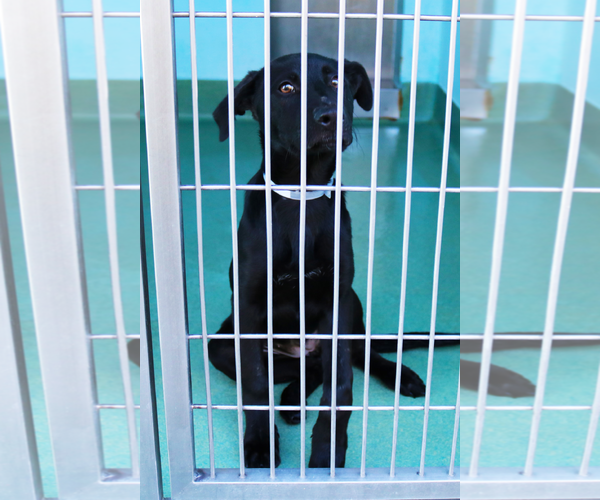 Medium Photo #2 German Shepherd Dog-Unknown Mix Puppy For Sale in Pasadena, CA, USA