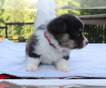 Small #14 Pembroke Welsh Corgi