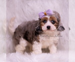 Small #4 Cavapoo (Miniature)