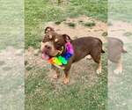 Small American Pit Bull Terrier Mix