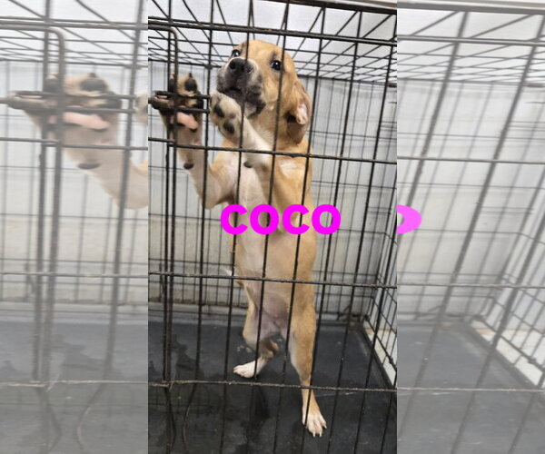 Medium Photo #1 American Pit Bull Terrier-Unknown Mix Puppy For Sale in Jackson, MS, USA