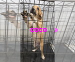 Coco - Female American Pit Bull Terrier-Unknown Mix Dog for Adoption - Small photo