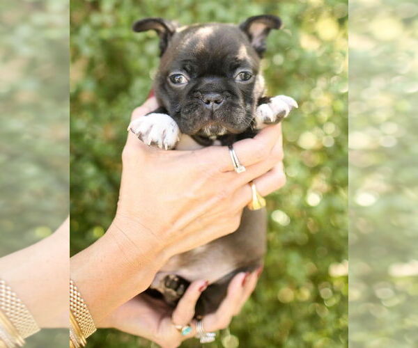 Medium Photo #5 Faux Frenchbo Bulldog Puppy For Sale in Corona, CA, USA
