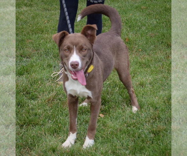 Medium Photo #2 Border Collie-Chocolate Labrador retriever Mix Puppy For Sale in Huntley, IL, USA