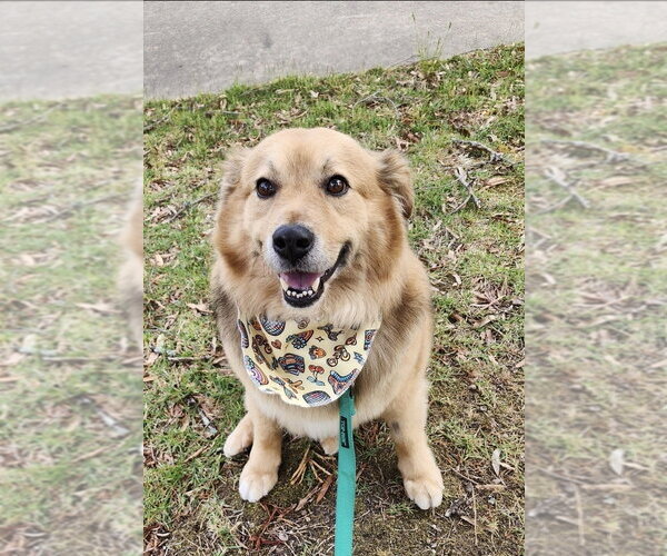Medium Photo #1 Golden Retriever-Unknown Mix Puppy For Sale in Boston, MA, USA