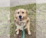Small Golden Retriever Mix