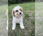 Small #9 Cavapoo-Poodle (Miniature) Mix