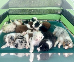 Australian Shepherd Litter for sale in CONWAY, MA, USA
