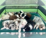 Small Australian Shepherd